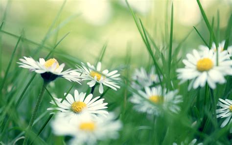 🔥 [90+] Daisies Wallpapers | WallpaperSafari