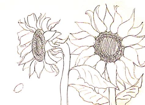 How To Draw A Sunflower Step By Step - Goimages Data