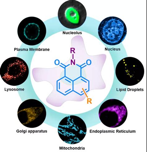 科学网—点亮细胞的内部世界：郑徐军朱文成合作总结荧光探针在细胞器成像中的进展 小柯生命的博文