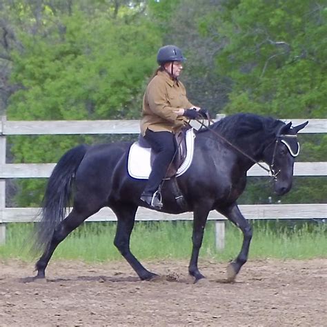 How Dressage Improves Smooth Gaits Naturally Gaited Horse