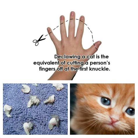 Health Benefits Of Declawing A Cat Dorthey Belton