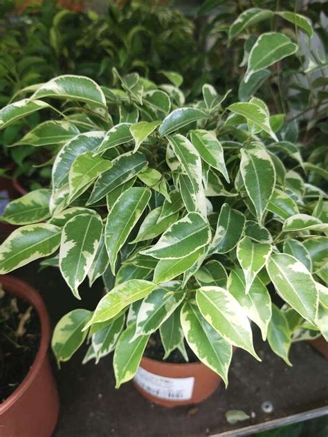 Фикус Бенджамина Грин Кинки 12/25: купить оптом в Москве