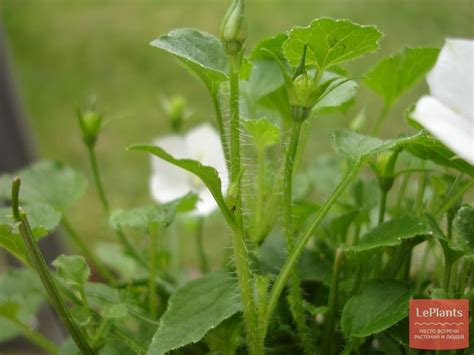 Кампанула карпатская (Campanula carpatica) — описание, выращивание ...