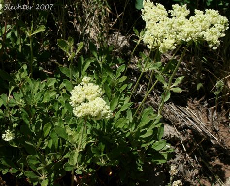 Parsnipflower Buckwheat Parsnip Flower Buckwheat Parsnip Flowered