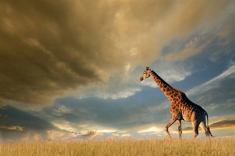 Images Giraffes Sky animal