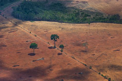 Julho Confirma Desmatamento Cr Tico Na Amaz Nia Par Terra Boa