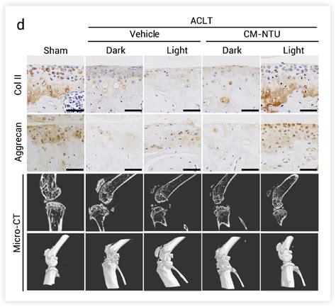 Nature 重磅 光合作用可增强哺乳动物细胞合成代谢功能 Medchemexpress 知乎