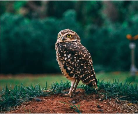 Owls In Virginia 13 Species With Pictures And Sounds I Owlsfact