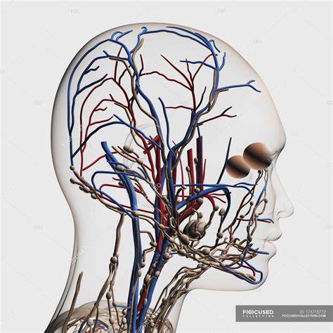 Veias E Arterias Da Face Braincp