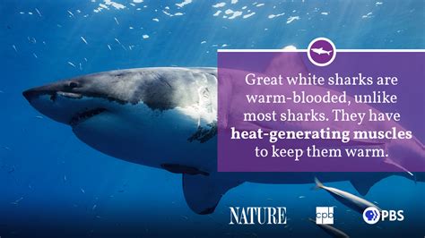 Shark Fact Sheet | Blog | Nature | PBS