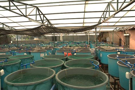 Aquaculture Technology Stock Photos Pictures And Royalty Free Images