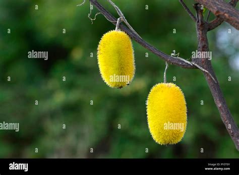 Spiky Yellow Fruit Hi Res Stock Photography And Images Alamy