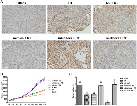 Effects Of Dicer1 Targeted By EBV MiR BART6 5p On Biological Properties