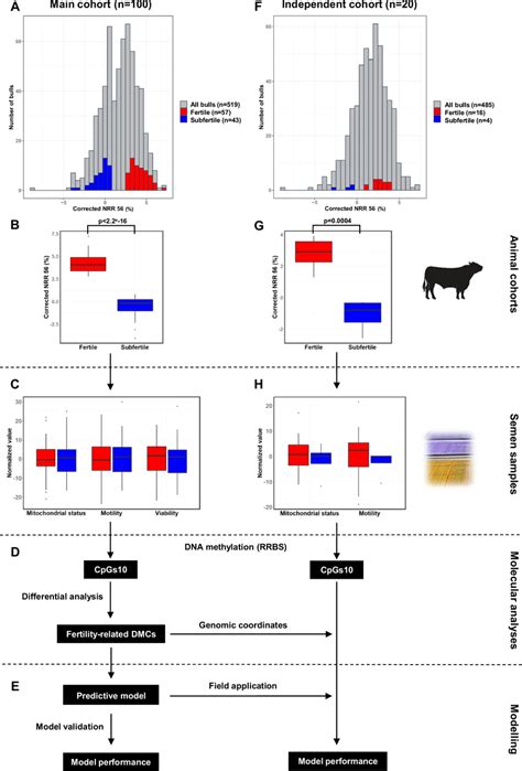 Experimental Design And Overall Strategy Fertile And Subfertile Bulls