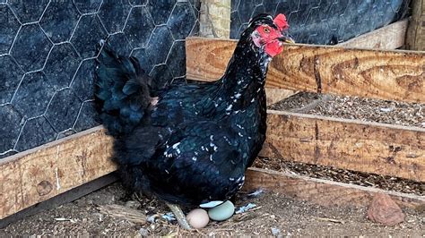 Colocando os Ovos de Galinha Balão GSB e das Galinhas do Melhoramento