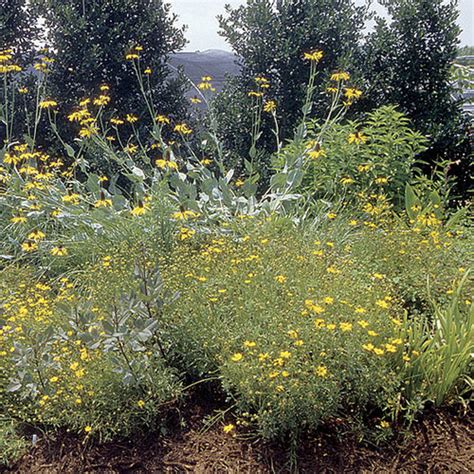 Giant Fleeceflower Fine Gardening