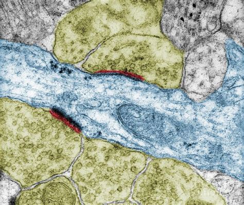 Axodendritic Synapses Photograph By Jose Calvo Science Photo Library