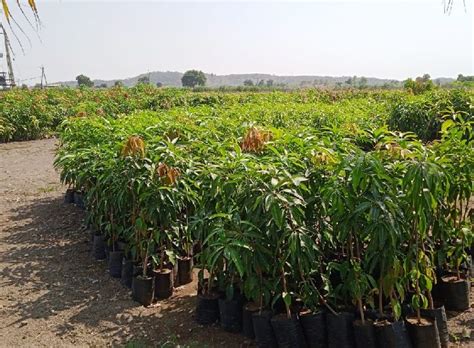 Green Natural Kesar Mango Plants Size Medium At Rs 35 In Gir Somnath