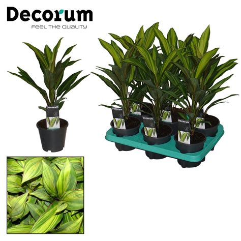 Cordyline Fruticosa Kiwi Plant Wholesale FlorAccess