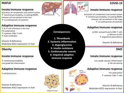 Frontiers Innate And Adaptive Immunity Alterations In Metabolic