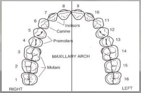 Anatomy Of Molar Anatomical Charts Posters