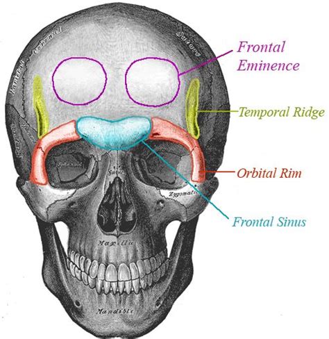 Forehead Forehead Anatomy Face Anatomy