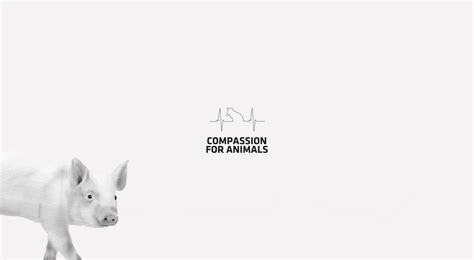 Compassion For Animals on Packaging of the World - Creative Package ...