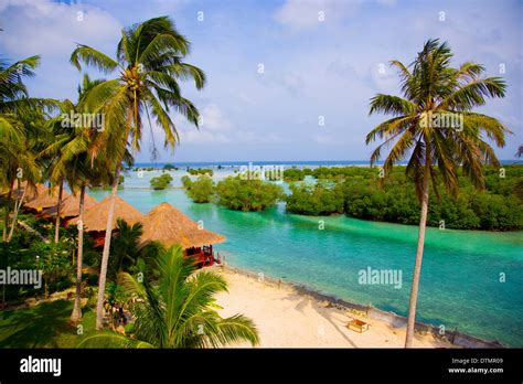 Ocean Sea Water Landscape Tropical Palm Trees Horizon Landscape Stock