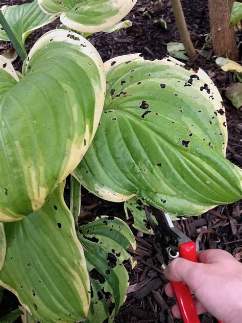 When to cut back hostas – Home for the Harvest