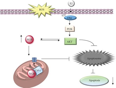 Schematic Model Of The E Intracellular Activated Pathway Impacting On