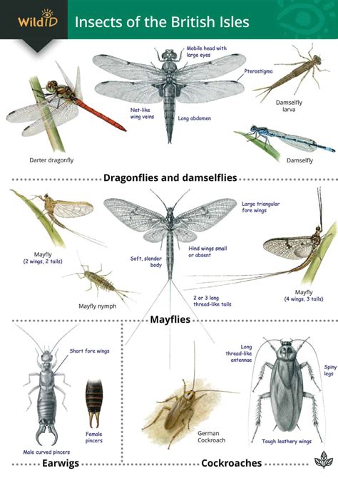 Flying Insect Identification