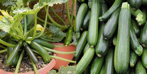 Guía completa como cultivar calabacín o zucchini