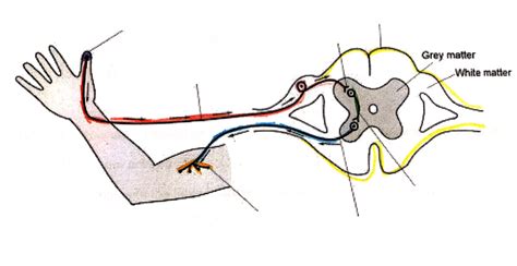 Reflex Arc Diagram Quizlet