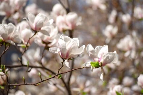 Premium Photo | Magnolia spring flowers