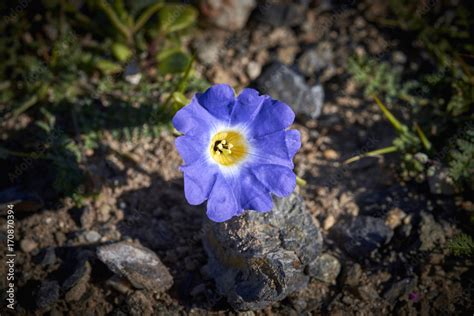 15-08-2017 Atacama Desert, Chile. Landscapes of the Flowering Desert. Flowers and colors conform ...