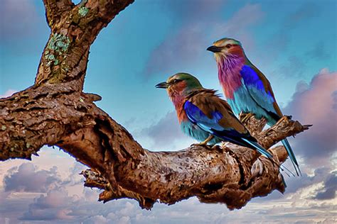 Lilac Breasted Rollers Tanzania Africa Photograph By Jon Berghoff