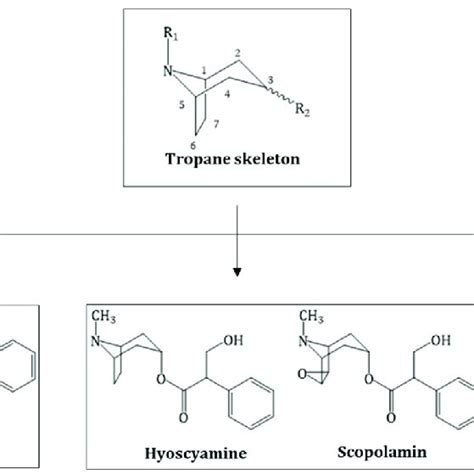 Pdf Tropane Alkaloids Chemistry Pharmacology Biosynthesis And