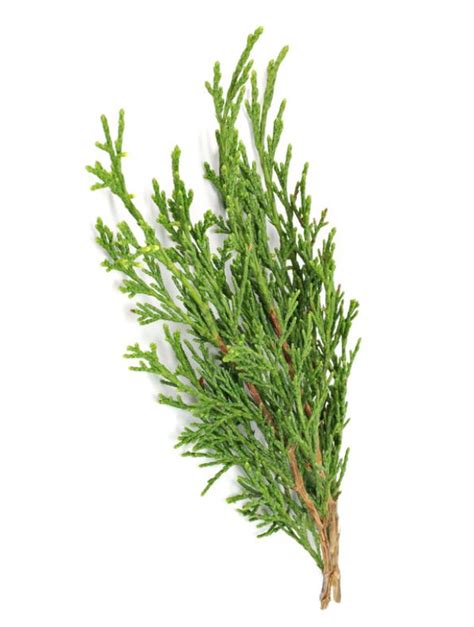 doTERRA Cypress ätherisches Zypressen Öl