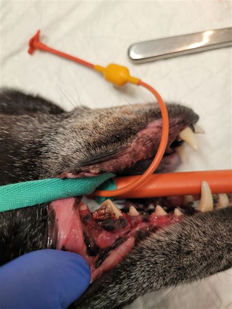 Extraction D Une Carnassi Re Maxillaire De Chien S Quence En Image