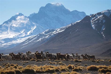 El Gobierno De Mendoza Desconoce Al Pueblo Mapuche Para Abrir Paso A