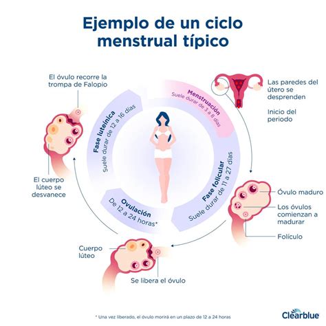 Cómo Saber Cuanto Dura Mi Ciclo Menstrual MiBBmemima