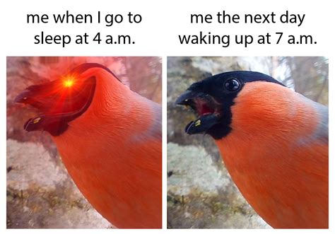 Invest In Power Naps Rmemeeconomy Birds Know Your Meme