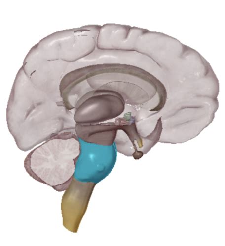 Brain Stem Cerebellum Flashcards Quizlet