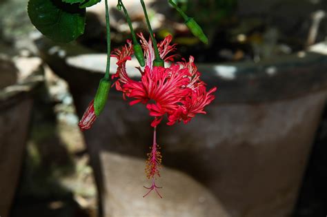 Hibisco Campana De Flor Foto Gratis En Pixabay Pixabay