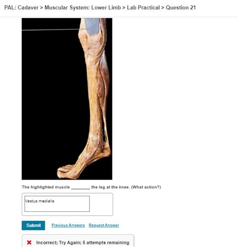 Solved PAL Cadaver Muscular System Lower Limb Lab Chegg