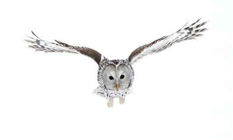 Ural owl - A-Z Animals