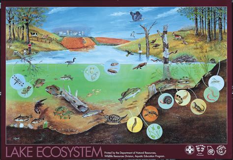 Ecology – Friends of Hawker Lake