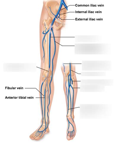 Veins Of The Lower Limbs Diagram Quizlet