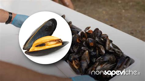 Cozze Stanca Di Pulirle Ecco Il Trucchetto Per Farlo In Un Solo Colpo