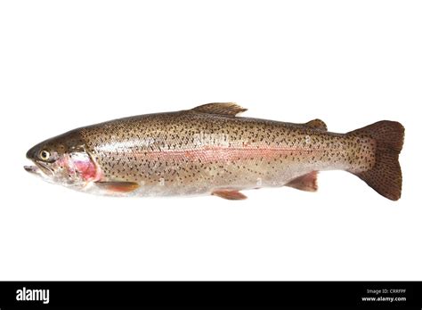 Whole Rainbow Trout Oncorhynchus Mykiss Fish Isolated On A White